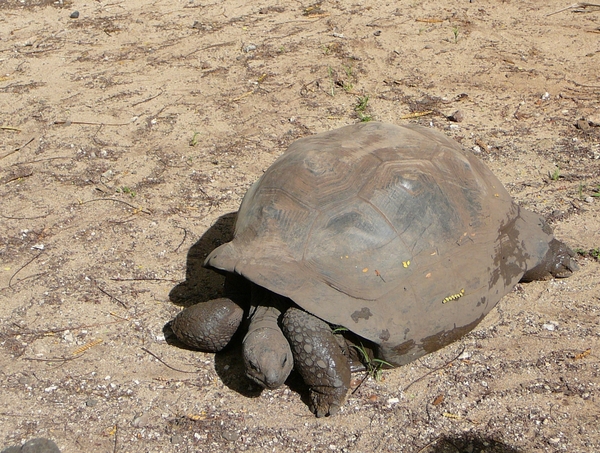 schildpad in Chamarel