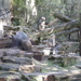 08) De bavianen in de Zoo