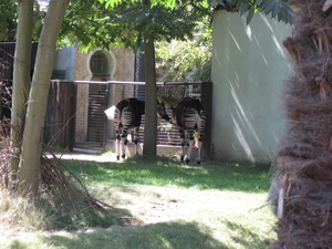 10) De okapi's