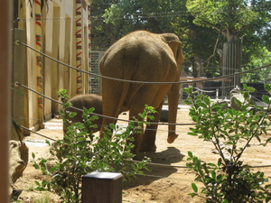 11) Babyolifant Kai-Mook