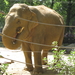 12) Ouder olifant