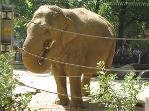 12) Ouder olifant