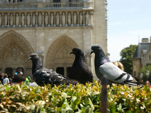 Duiven met zicht op Notre Dame