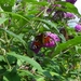Dagpauwoog op vlinderstruik