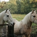 2 paardjes