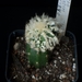 Astrophytum ornatum fukuryu 1