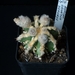 Astrophytum ornatum fukuryu 4