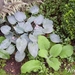 hosta halcyon