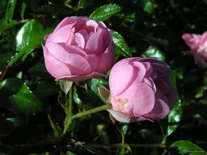 0-                      rosa-portlandica (Small)