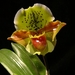 0-                          orchids_costa_rica_picture_5b