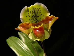 0-                          orchids_costa_rica_picture_5b