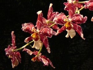 0-                  orchids_costa_rica_picture_10b