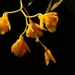 0-                  orchids_costa_rica_picture_11b