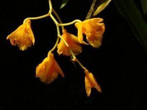 0-                  orchids_costa_rica_picture_11b