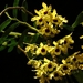 0-                 orchids_costa_rica_picture_18b