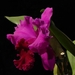 0-                 orchids_costa_rica_picture_21b (Medium)