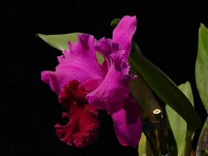 0-                 orchids_costa_rica_picture_21b (Medium)
