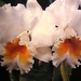 0-                 orchids_costa_rica_picture_29b (Medium)