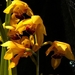 0-                orchids_costa_rica_picture_24b