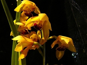 0-                orchids_costa_rica_picture_24b