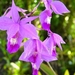 0-               orchids_costa_rica_picture_4b (Medium)