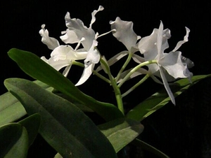 0-               orchids_costa_rica_picture_8b (Medium)