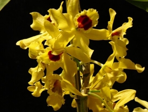 0-               orchids_costa_rica_picture_19b