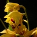 0-               orchids_costa_rica_picture_25b