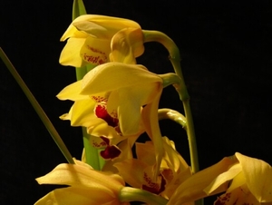 0-               orchids_costa_rica_picture_25b