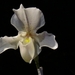 0-               orchids_costa_rica_picture_14b