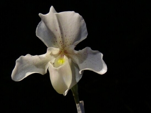 0-               orchids_costa_rica_picture_14b