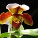 0-              orchids_costa_rica_picture_6b (Medium)