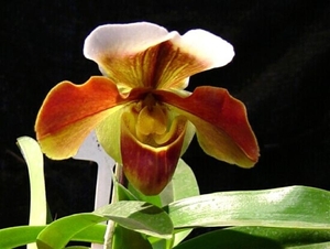 0-              orchids_costa_rica_picture_6b (Medium)
