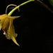 0-              orchids_costa_rica_picture_13b (Medium)