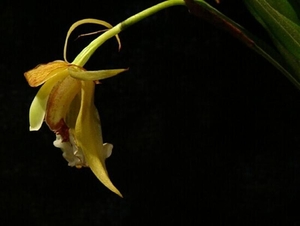 0-              orchids_costa_rica_picture_13b (Medium)