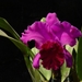 0-              orchids_costa_rica_picture_20b