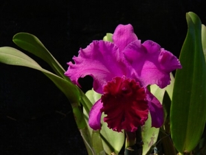 0-              orchids_costa_rica_picture_20b