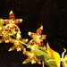 0-              orchids_costa_rica_picture_26b