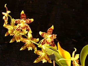 0-              orchids_costa_rica_picture_26b