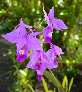 0-             orchids_costa_rica_picture_3b (Medium)
