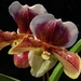 0-     orchids_costa_rica_picture_17b (Medium)