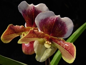 0-     orchids_costa_rica_picture_17b (Medium)