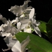 0-     orchids_costa_rica_picture_9b (Medium)