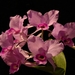 0-            orchids_costa_rica_picture_27b