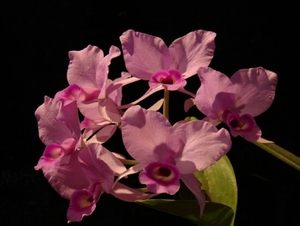 0-            orchids_costa_rica_picture_27b