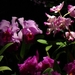 0-             orchids_costa_rica_picture_30b