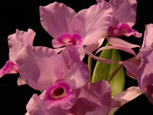 0-             orchids_costa_rica_picture_28b