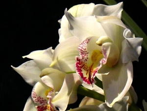 0-             orchids_costa_rica_picture_23b