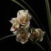 0-             orchids_costa_rica_picture_22b