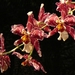 0-             orchids_costa_rica_picture_10b (Medium)